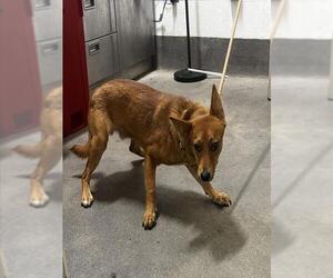 German Shepherd Dog-Unknown Mix Dogs for adoption in Forestville, MD, USA