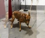 Small German Shepherd Dog Mix