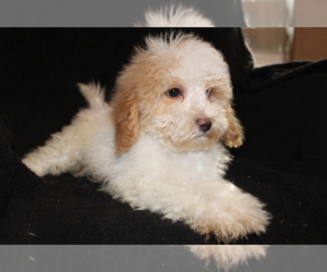 Poodle (Miniature) Puppy for sale in BLOOMINGTON, IN, USA