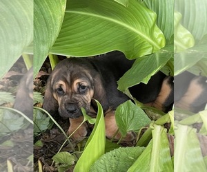 Bloodhound Puppy for sale in SUMMERFIELD, NC, USA