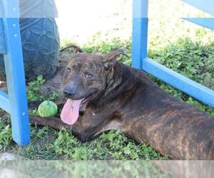 American Staffordshire Terrier Dogs for adoption in Ocala, FL, USA