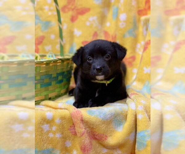 Medium Photo #2 Labrador Retriever-Unknown Mix Puppy For Sale in Duluth, MN, USA