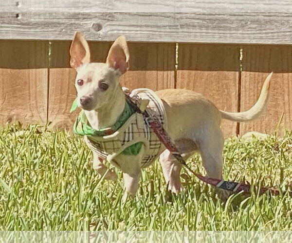 Medium Photo #2 Chihuahua-Unknown Mix Puppy For Sale in Katy, TX, USA