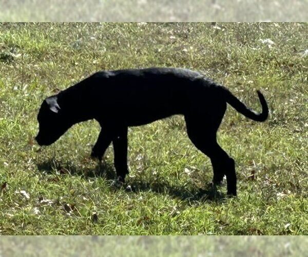 Medium Photo #5 Labrador Retriever-Unknown Mix Puppy For Sale in Munford, TN, USA