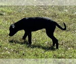 Small #4 Labrador Retriever Mix