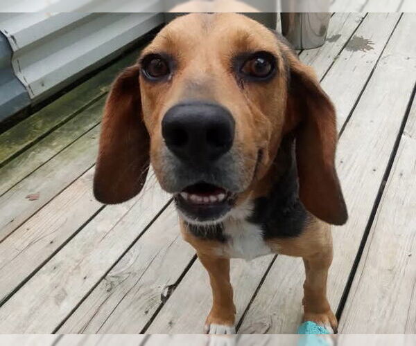 Medium Photo #2 Beagle Puppy For Sale in Murfreesboro, NC, USA