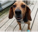 Small #1 Beagle