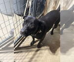 Small #2 Labrador Retriever Mix