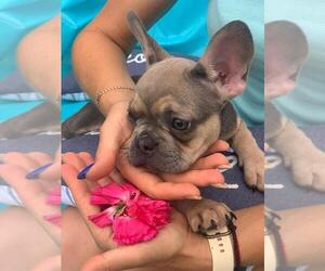 French Bulldog Puppy for sale in MIAMI, FL, USA