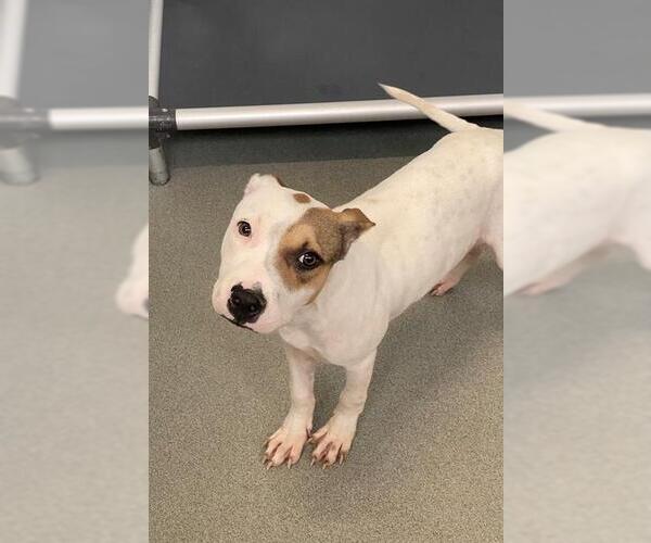 Medium Photo #1 American Pit Bull Terrier-Unknown Mix Puppy For Sale in Fayetteville, NC, USA