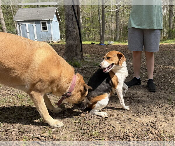 Medium Photo #8 American Foxhound-Beagle Mix Puppy For Sale in Holly Springs, NC, USA