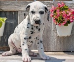 Small Photo #65 Dalmatian Puppy For Sale in GOSHEN, IN, USA