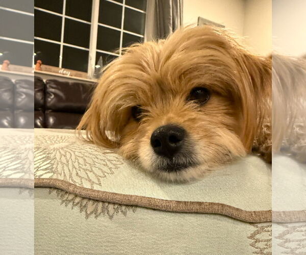 Medium Photo #5 Mutt Puppy For Sale in Arlington, VA, USA