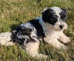 Small #9 ShihPoo