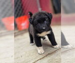 Small American Pit Bull Terrier-Siberian Husky Mix