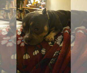 Mutt Dogs for adoption in Johns Island, SC, USA
