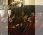 Small Mutt
