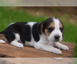 Small Photo #7 Beagle Puppy For Sale in BERNVILLE, PA, USA