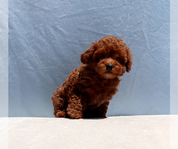 Medium Photo #5 Poodle (Toy) Puppy For Sale in LOS ANGELES, CA, USA