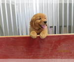 Small #3 Golden Retriever