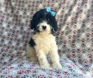 Cavapoo Puppy for sale in LAKELAND, FL, USA