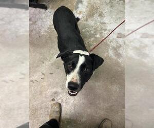 Border Collie-Unknown Mix Dogs for adoption in San Andreas, CA, USA