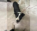 Small Border Collie Mix
