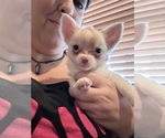 Puppy Antonio Chihuahua