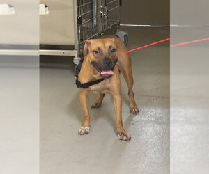 Mutt Dogs for adoption in Sanford, FL, USA