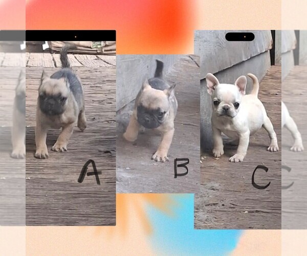 Medium Photo #1 Pug Puppy For Sale in AUBURN, WA, USA