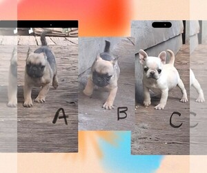 Pug Puppy for sale in AUBURN, WA, USA