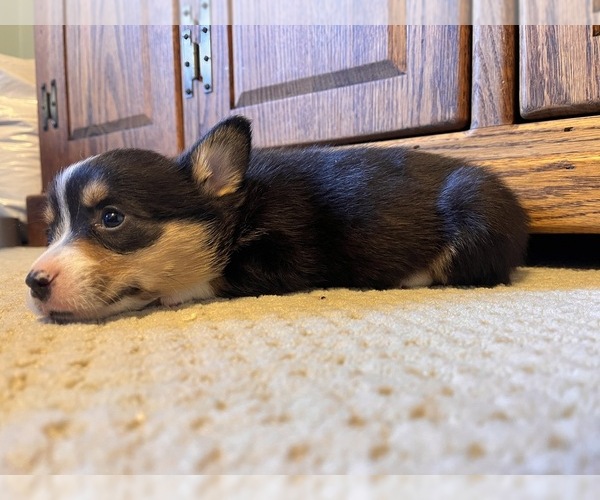 Medium Photo #3 Pembroke Welsh Corgi Puppy For Sale in ROCKFORD, IL, USA