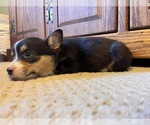 Small #2 Pembroke Welsh Corgi