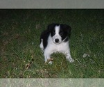 Small Photo #2 Border Collie Puppy For Sale in LAKE DALLAS, TX, USA