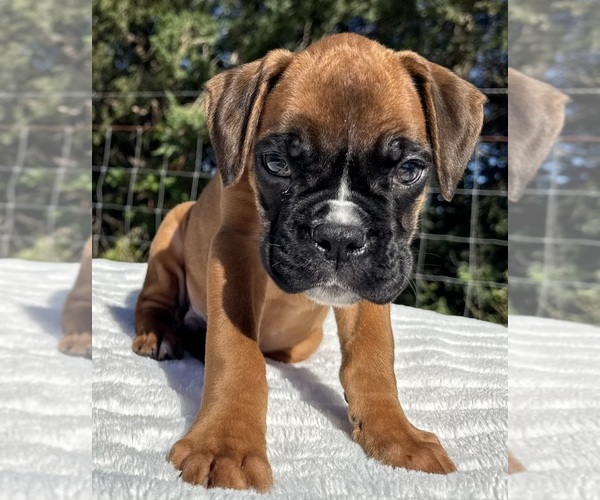 Medium Photo #12 Boxer Puppy For Sale in PAWNEE CITY, NE, USA