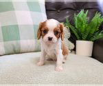 Small #11 Cavalier King Charles Spaniel