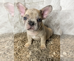 French Bulldog Puppy for sale in WOODLAND HILLS, CA, USA