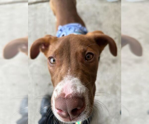Medium Photo #3 Lab-Pointer Puppy For Sale in Bethesda, MD, USA