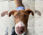Small #2 Lab-Pointer