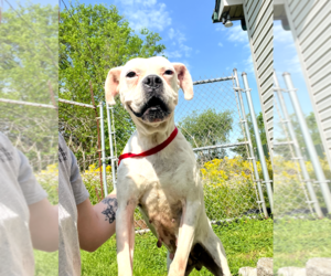 Boxer Dogs for adoption in Burnsville, MN, USA