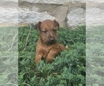 Small Photo #18 Irish Terrier Puppy For Sale in WATERLOO, NY, USA