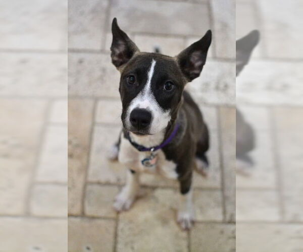 Medium Photo #7 Siberian Husky-Unknown Mix Puppy For Sale in Enfield, CT, USA