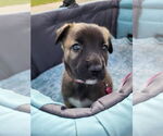 Small #20 Mutt