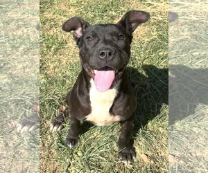 261535  Tiptoe - Female American Pit Bull Terrier-Unknown Mix Dog for Adoption