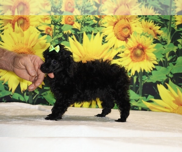 Medium Photo #20 Poodle (Toy) Puppy For Sale in DYERSBURG, TN, USA