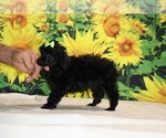Melina - Female Poodle (Toy) Puppy for Sale - Photo #20
