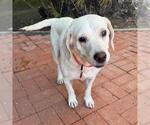 Small #5 Labrador Retriever Mix