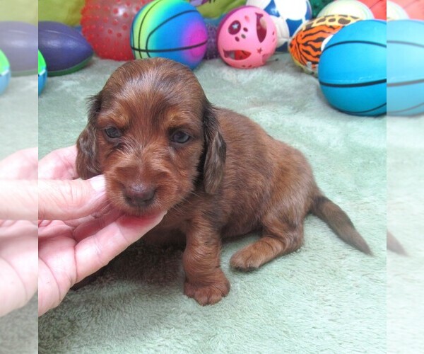 Medium Photo #4 Dachshund Puppy For Sale in RATTAN, OK, USA