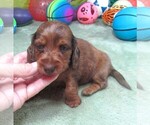 Small #3 Dachshund