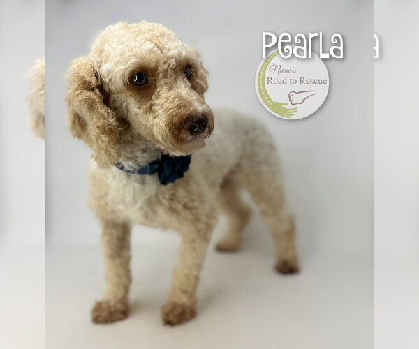 Medium Photo #2 Poodle (Miniature) Puppy For Sale in Benton, LA, USA
